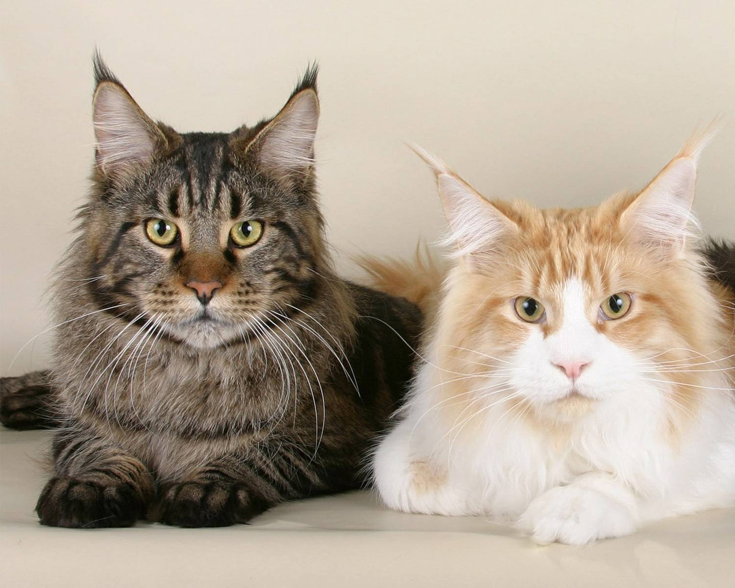 Кошки мейн-кун: описание породы