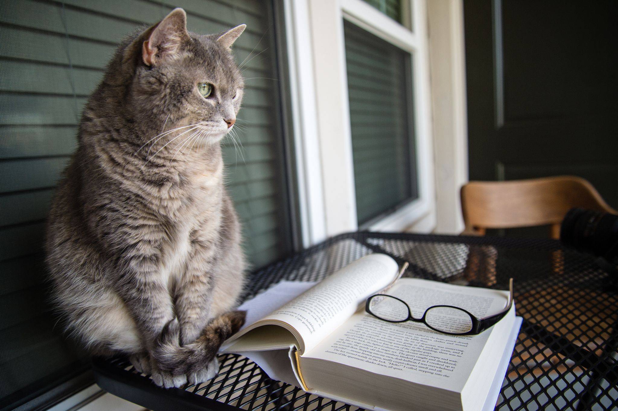 Самые умные породы кошек в мире – топ-10 питомцев с высоким уровнем интеллекта