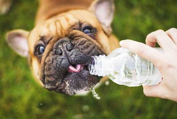 Как правильно кормить и поить возрастную собаку или щенка в летнюю жару