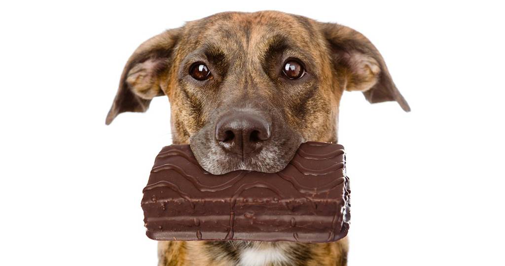 Чем вреден шоколад для собак
