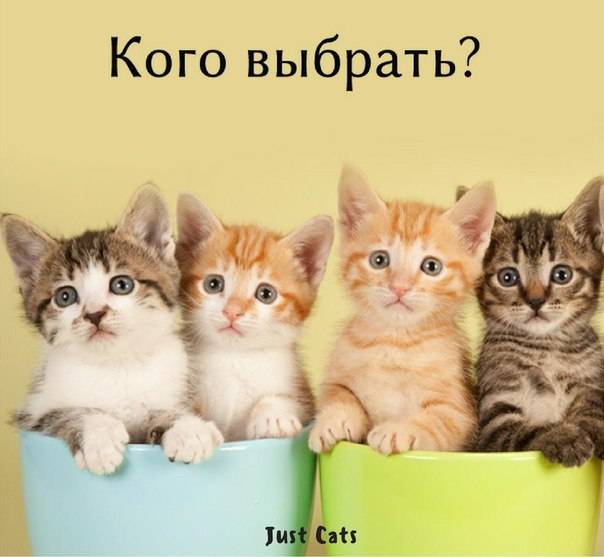 Кошка и дети: какую породу лучше завести для ребенка в квартиру