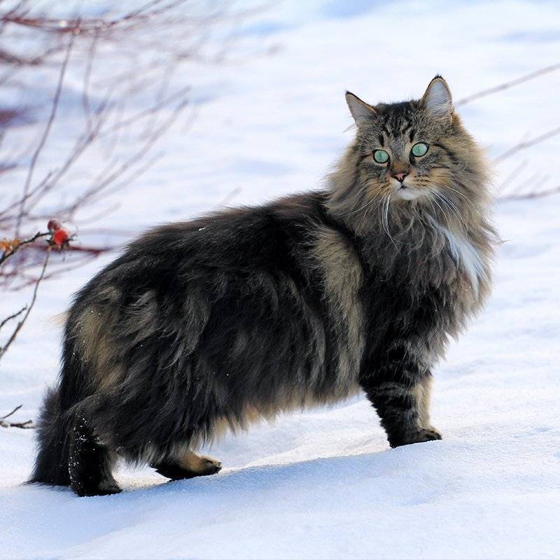 Норвежская лесная кошка — красавица с нордическим характером