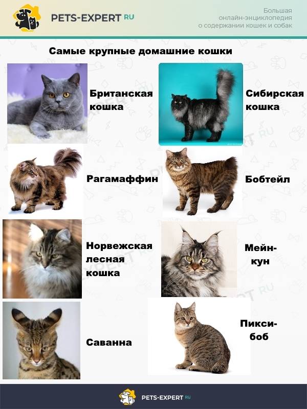 Все породы кошек