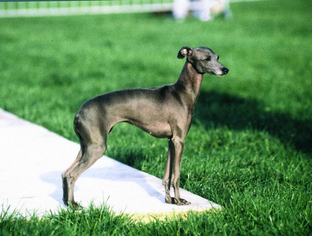 Левретка (малая итальянская борзая) собака: цена, фото, характер
