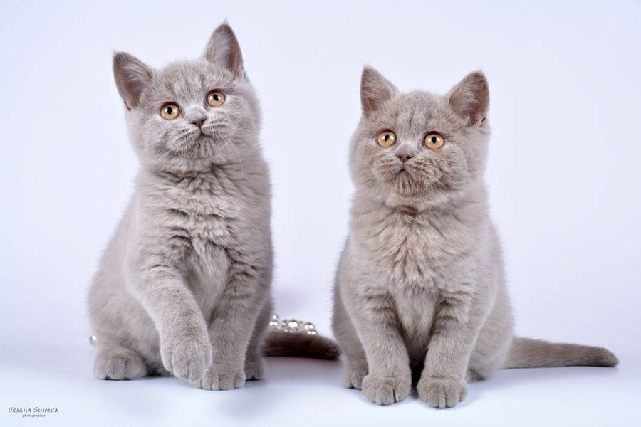 Британская кошка — история происхождения, описание породы, шерсть, вязка, уход + 84 фото