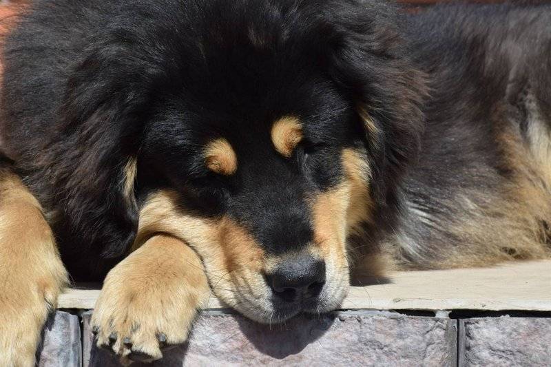 Характеристика собак породы бурят-монгольский волкодав с отзывами и фото