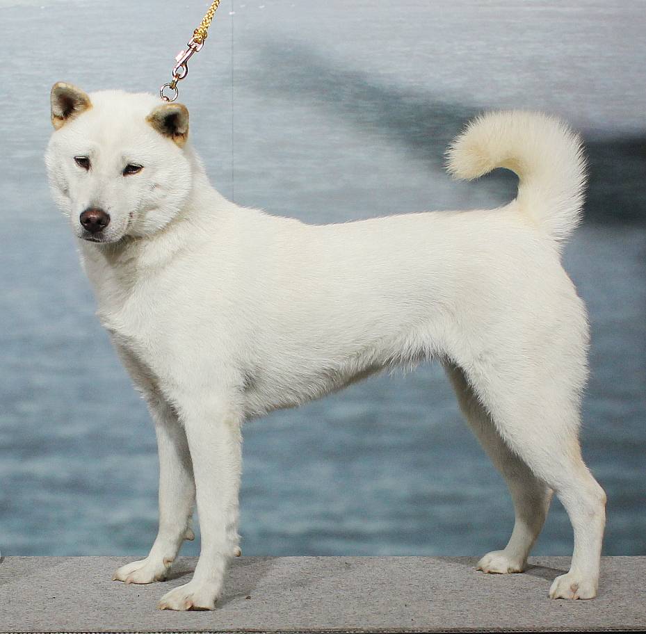 Тоса-ину (японский мастиф) — описание, особенности породы. тоса-ину: японская бойцовая собака