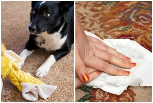 Как избавиться от запаха собаки и других питомцев в квартире