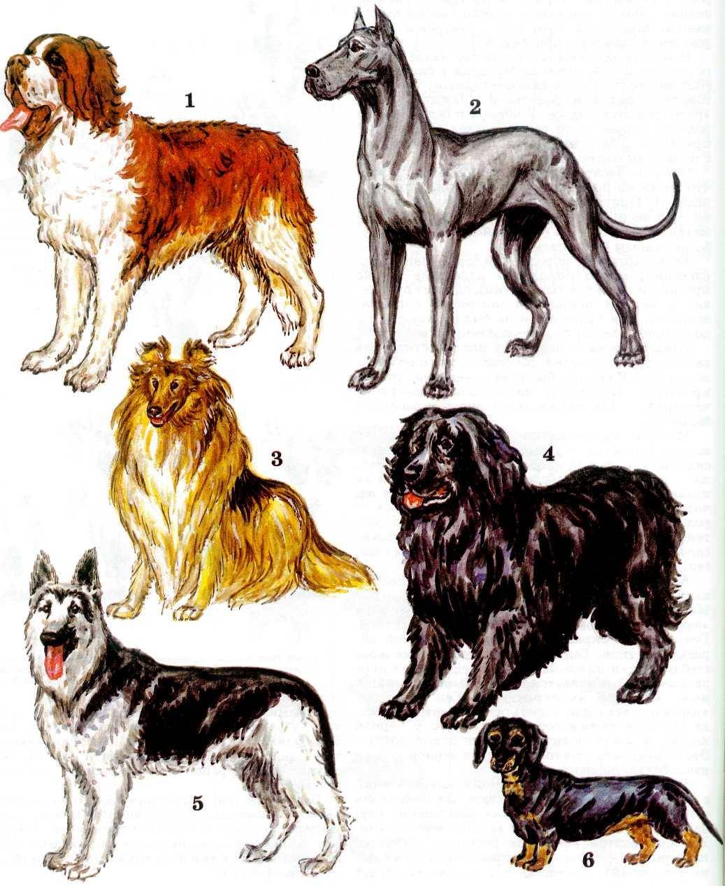 Порода собак варианты. Порода собак Меркурий. Порода собак Хаббард. Порода собак Сохо. Собаки разных пород рисунки.