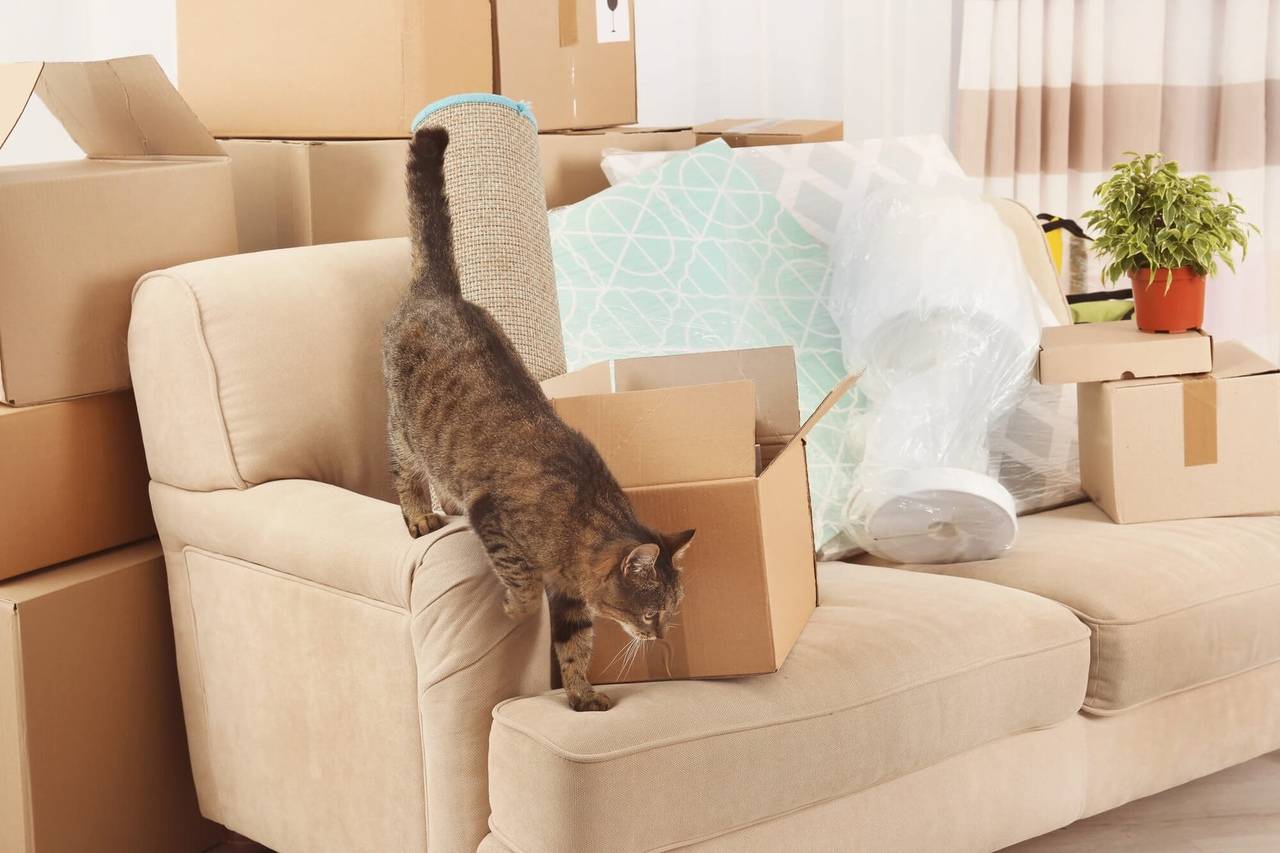 Новое место для питомца: как кошки переносят гостиницу для кошек