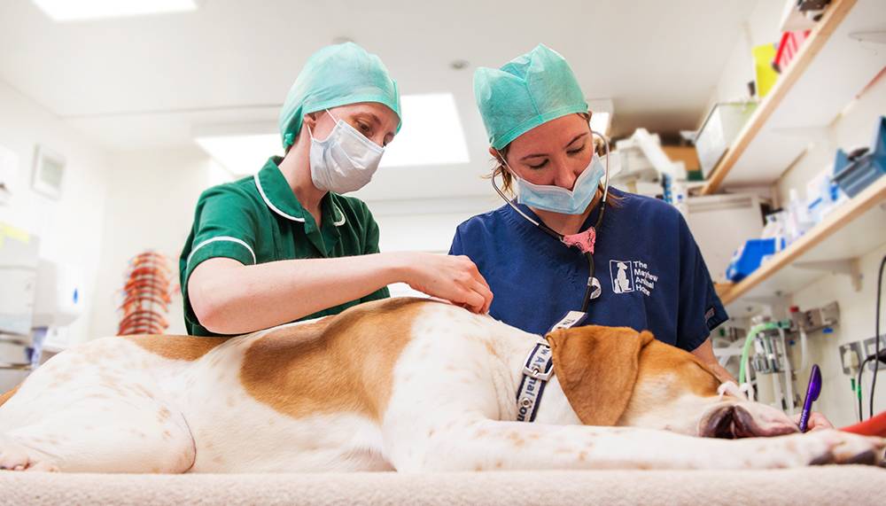 Чипирование животных собак и кошек в москве, цены в сети ветеринарных клиник