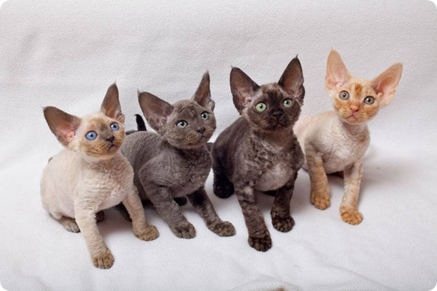 Гипоаллергенные породы кошек: выбор питомца и правила содержания