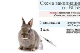 Вакцина, ассоциированная против колибактериоза, стрептококкоза и вирусной геморрагической болезни кроликов. российский патент 2012 года ru 2443775 c1. изобретение по мкп c12n1/20 a61k39/295 .