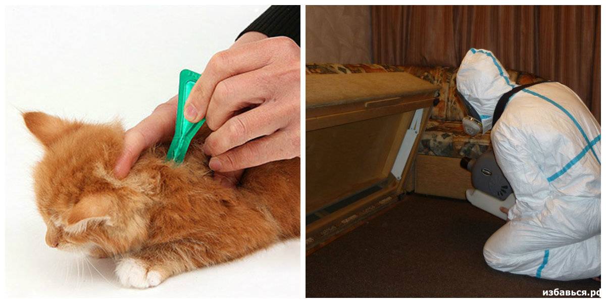 Как вывести блох у котенка в домашних условиях: средства для обработки