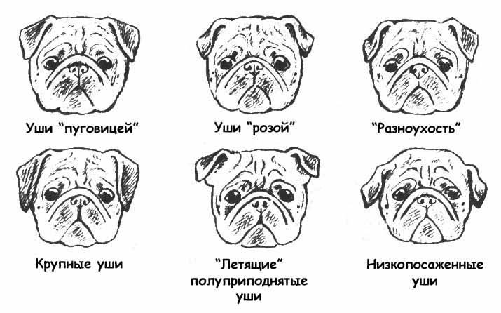 Продолжительность жизни собаки: от чего зависит, сколько лет живут собаки в домашних условиях, а сколько – на улице, рекомендации по продлению жизни питомцев