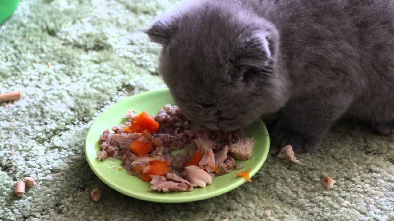 Как ухаживать за вислоухим котом и чем кормить его в домашних условиях