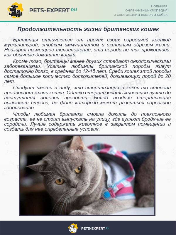 Сибирская кошка - характер, уход, правильное питание, фото
