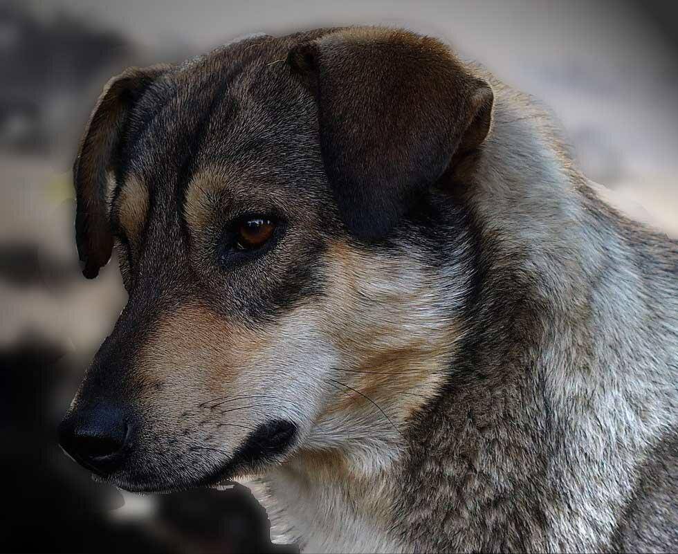 Метис – уникальная собака или дворняга?