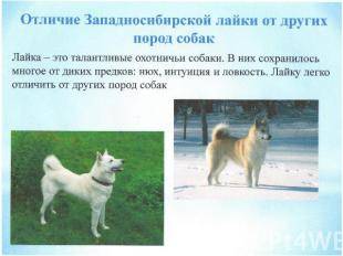 Русско-европейская лайка собака. описание, особенности. уход и цена породы