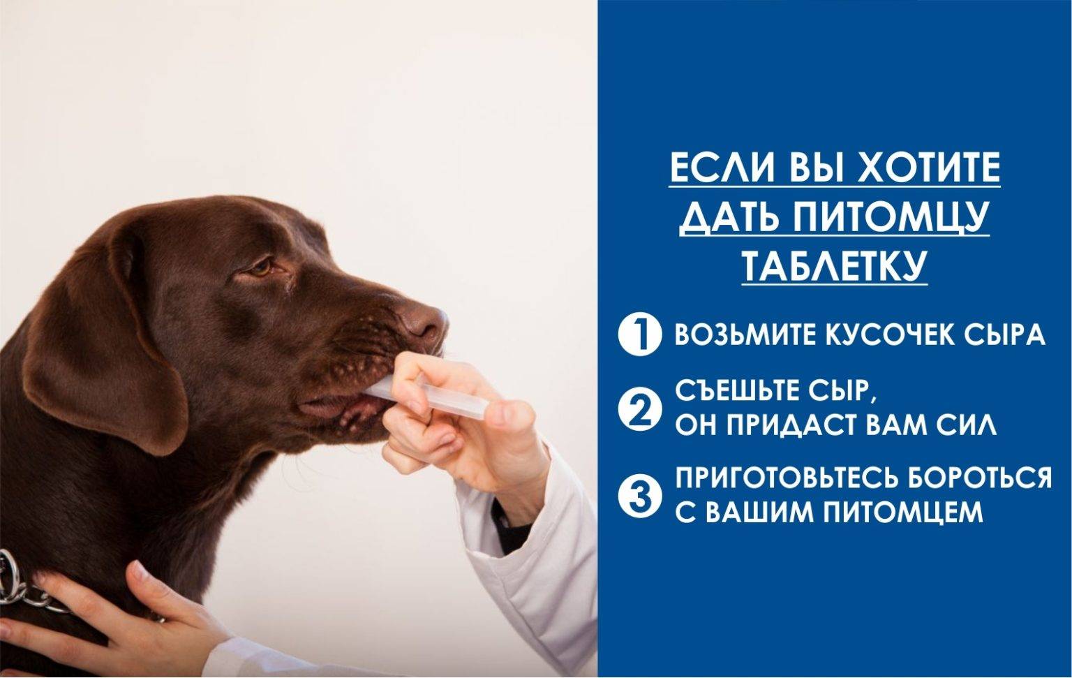 Как дать собаке таблетку от глистов: простые и действенные способы