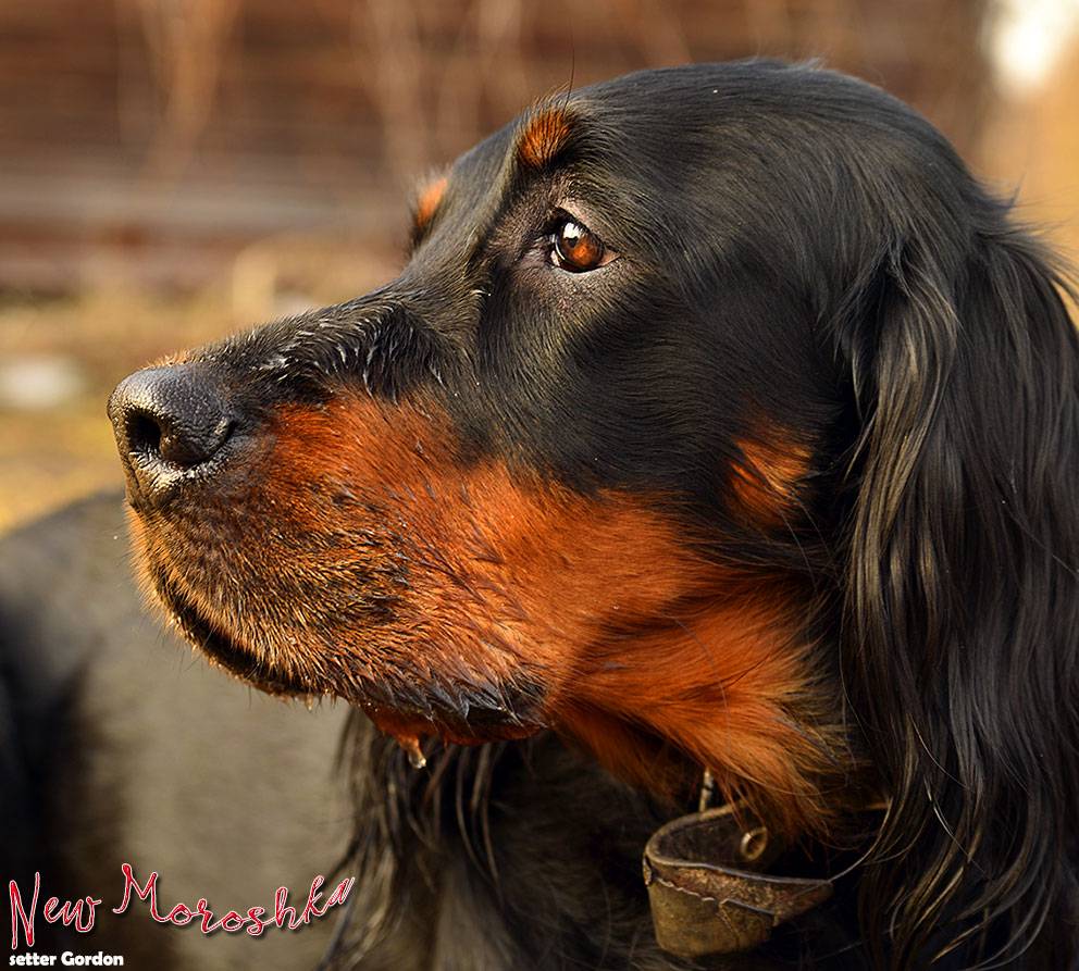 Шотландский сеттер (гордон): описание породы собак с фото и видео
