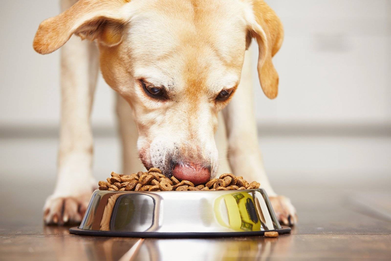 Из-за чего собака плохо ест сухой корм, что с этим делать