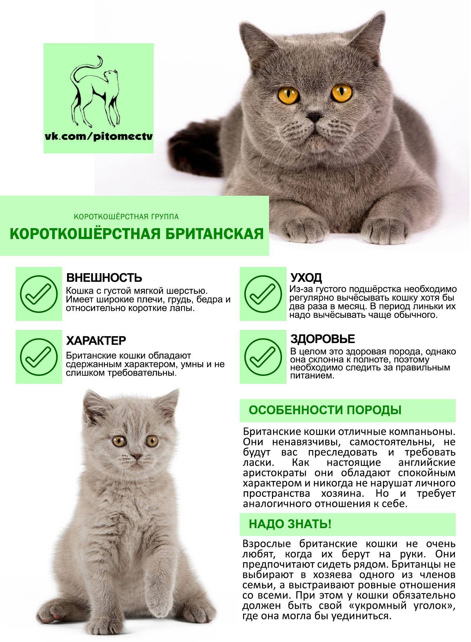 Описание вислоухой британской кошки, уход и кормление, характер породы