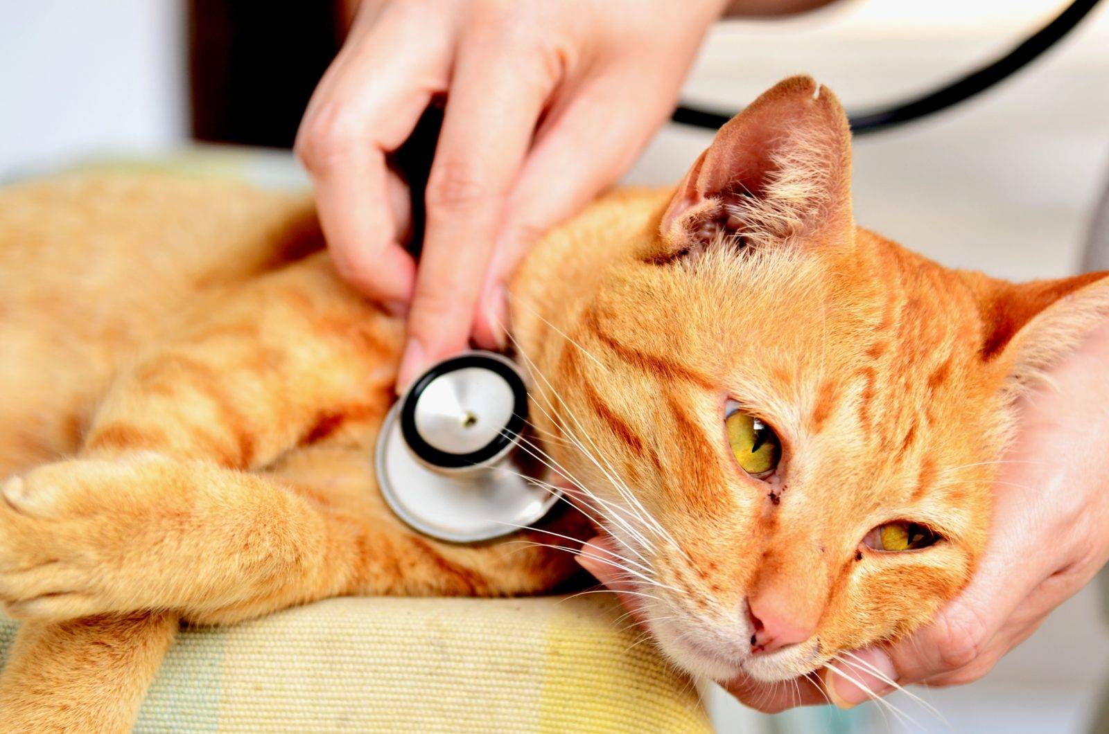 Вирусный ринотрахеит у кошек симптомы и лечение в домашних условиях