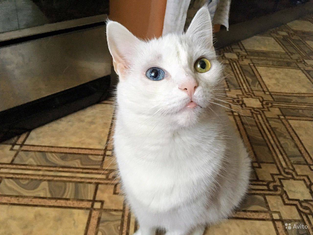 Глухие белые кошки.