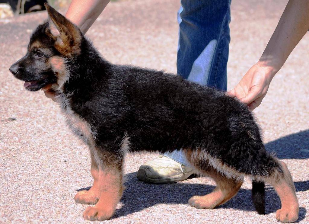 Как отличить чистокровного щенка немецкой овчарки от помеси