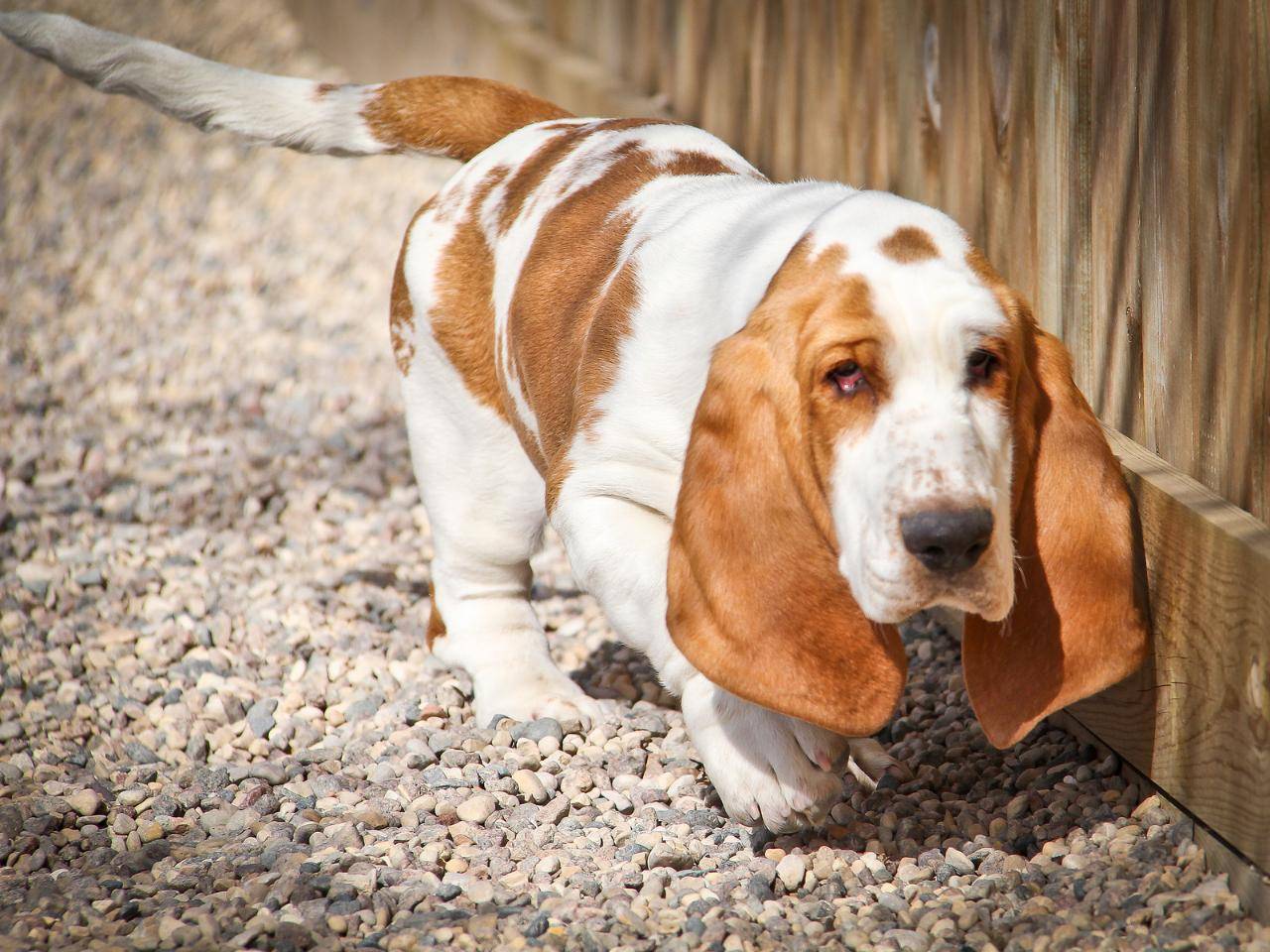 Бассет-хаунд: описание породы собак с фото и видео