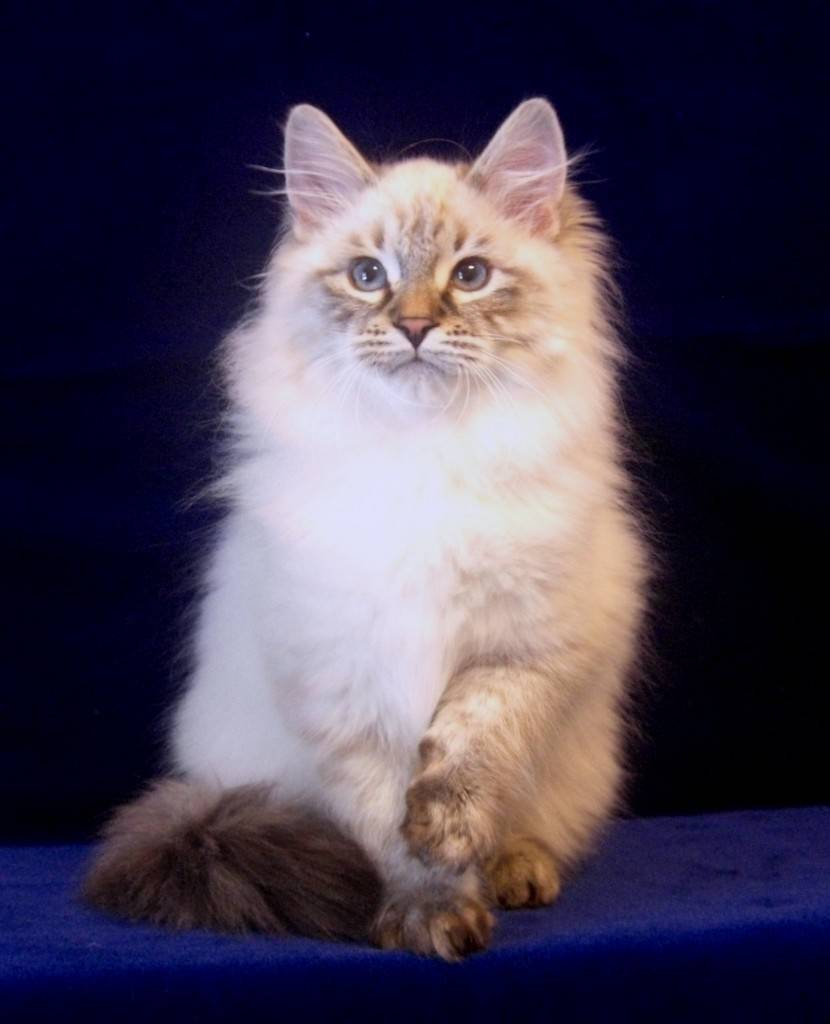 Невская маскарадная кошка: описание породы, возможные окрасы, характер и повадки, достоинства и недостатки, выбор котенка, фото, отзыв