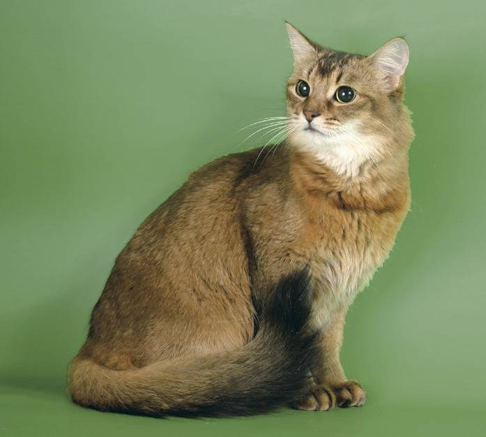 Сомалийская кошка: все о кошке, фото, описание породы, характер, цена
