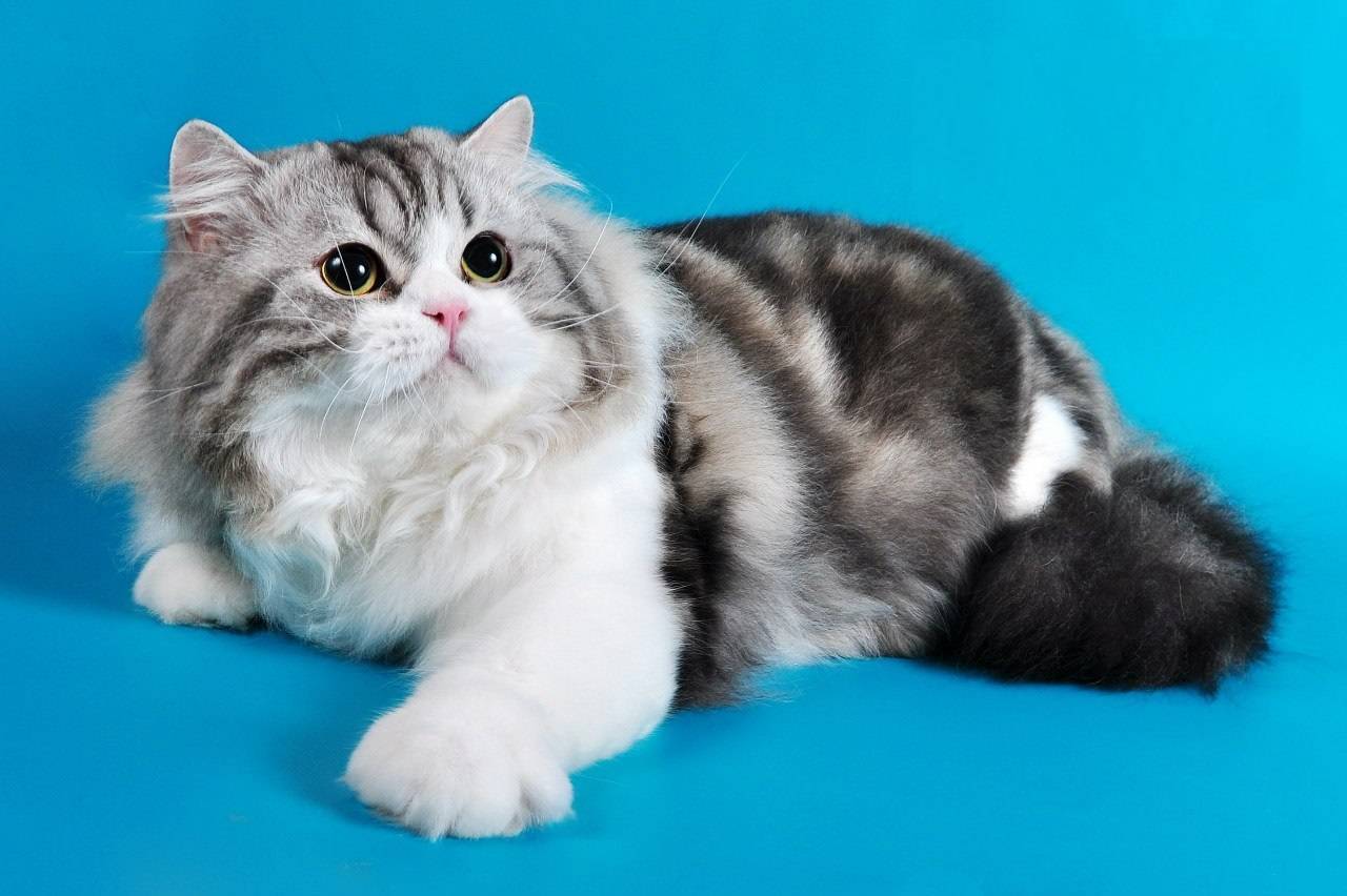 Шотландская прямоухая кошка (скоттиш-страйт): фото, описание, характер, советы по содержанию и уходу