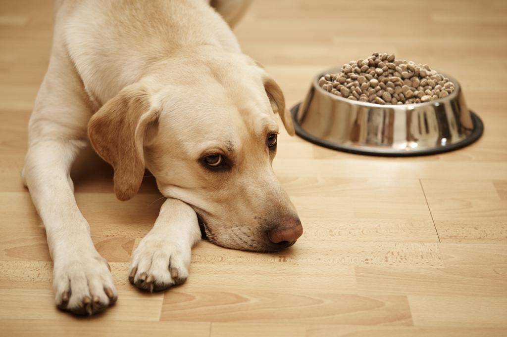 Сколько живут собаки – продолжительность жизни животных без еды и при заражении бешенством