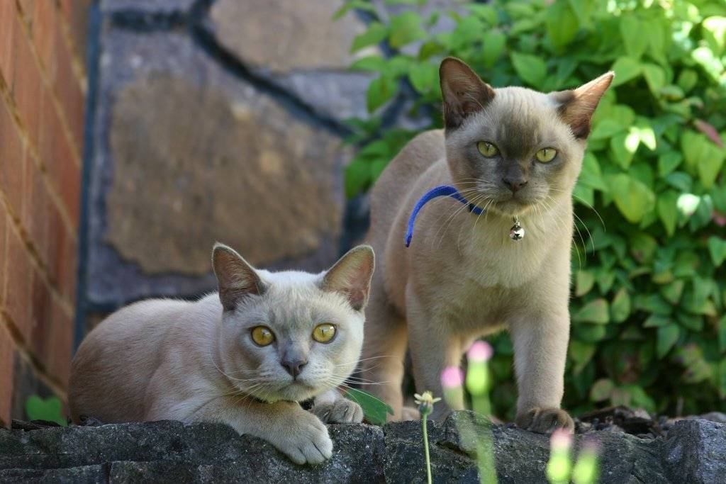 Бурманская кошка (66 фото): описание короткошерстных котят породы бурма. описание котов лилового и соболиного, черного и других окрасов. отзывы владельцев