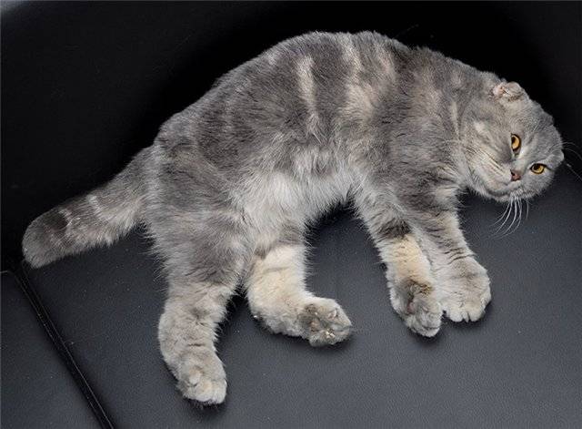Шотландский кот: описание породы и характер