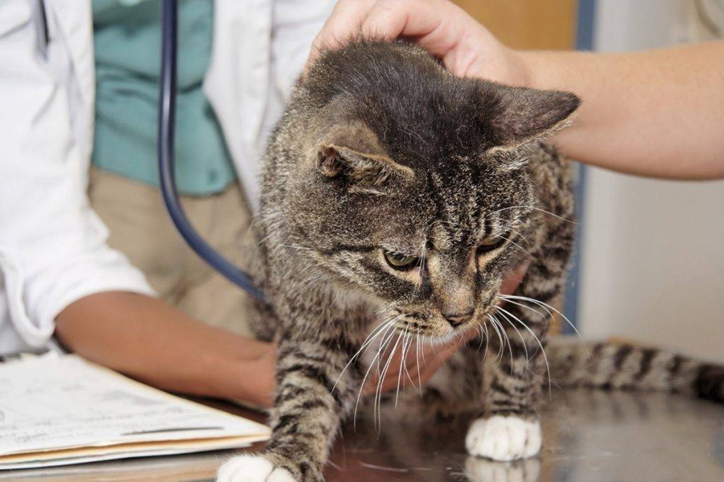 Удаление опухоли молочной железы у кошки