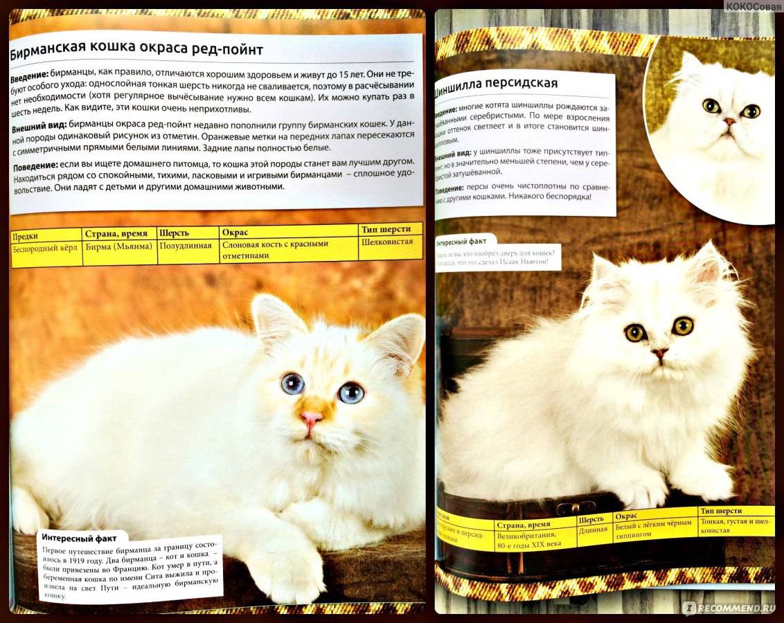 Кошки всех пород с фотографиями, названиями и особенностями характера - знать про все