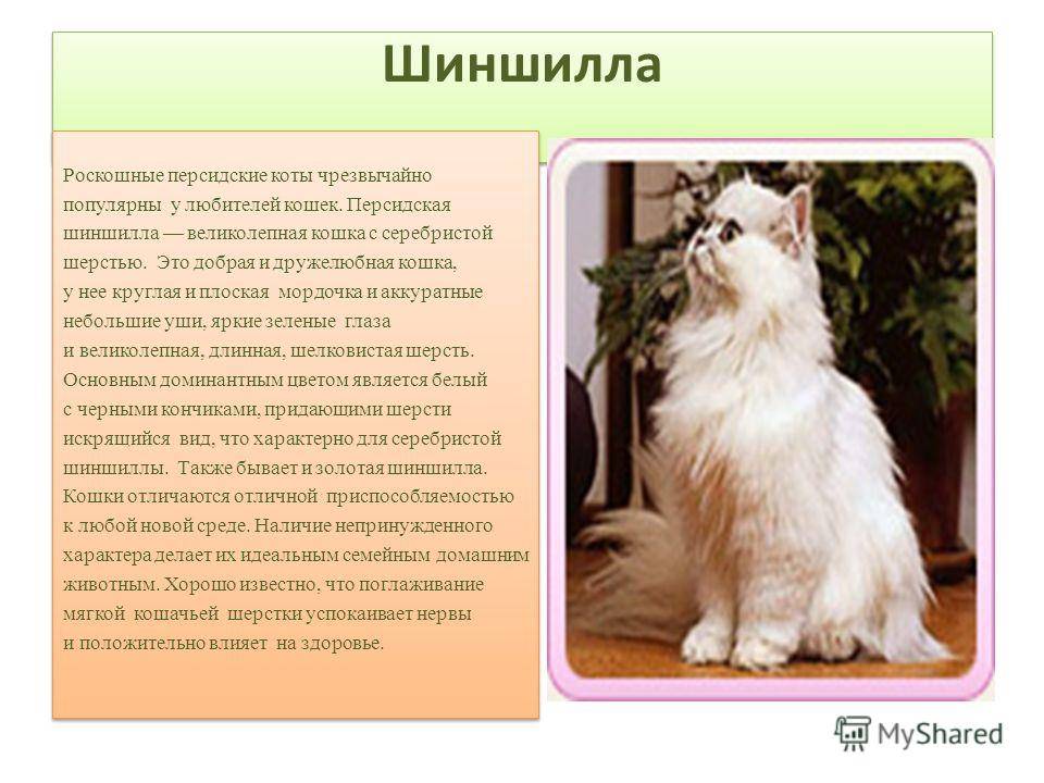 Персидская кошка - популярная длинношёрстных порода. топ-100 фото, видео, отзывы, содержание и все особенности кошки