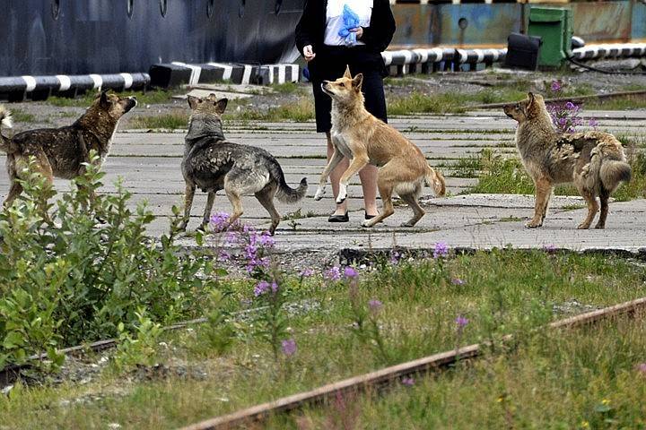Отлов бродячих собак, куда обращаться — правовед.ru