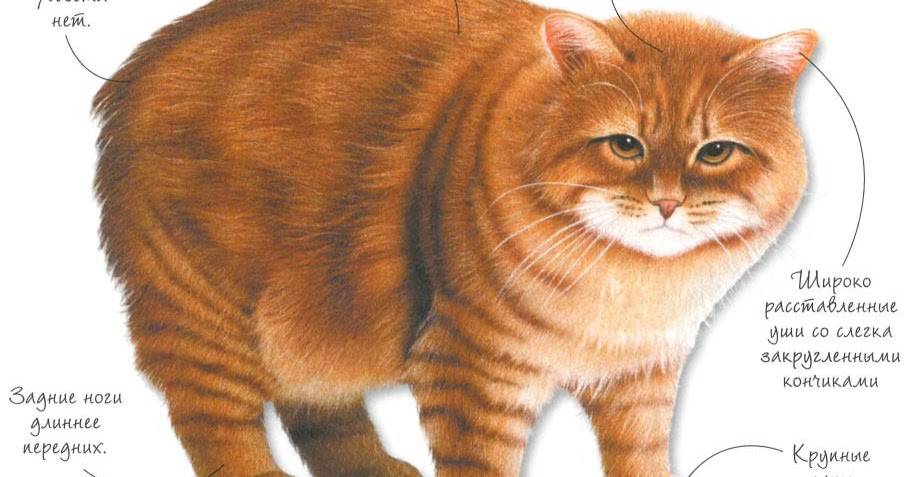 Мэнкс (manx, мэнская бесхвостая кошка) кошка: подробное описание, фото, купить, видео, цена, содержание дома