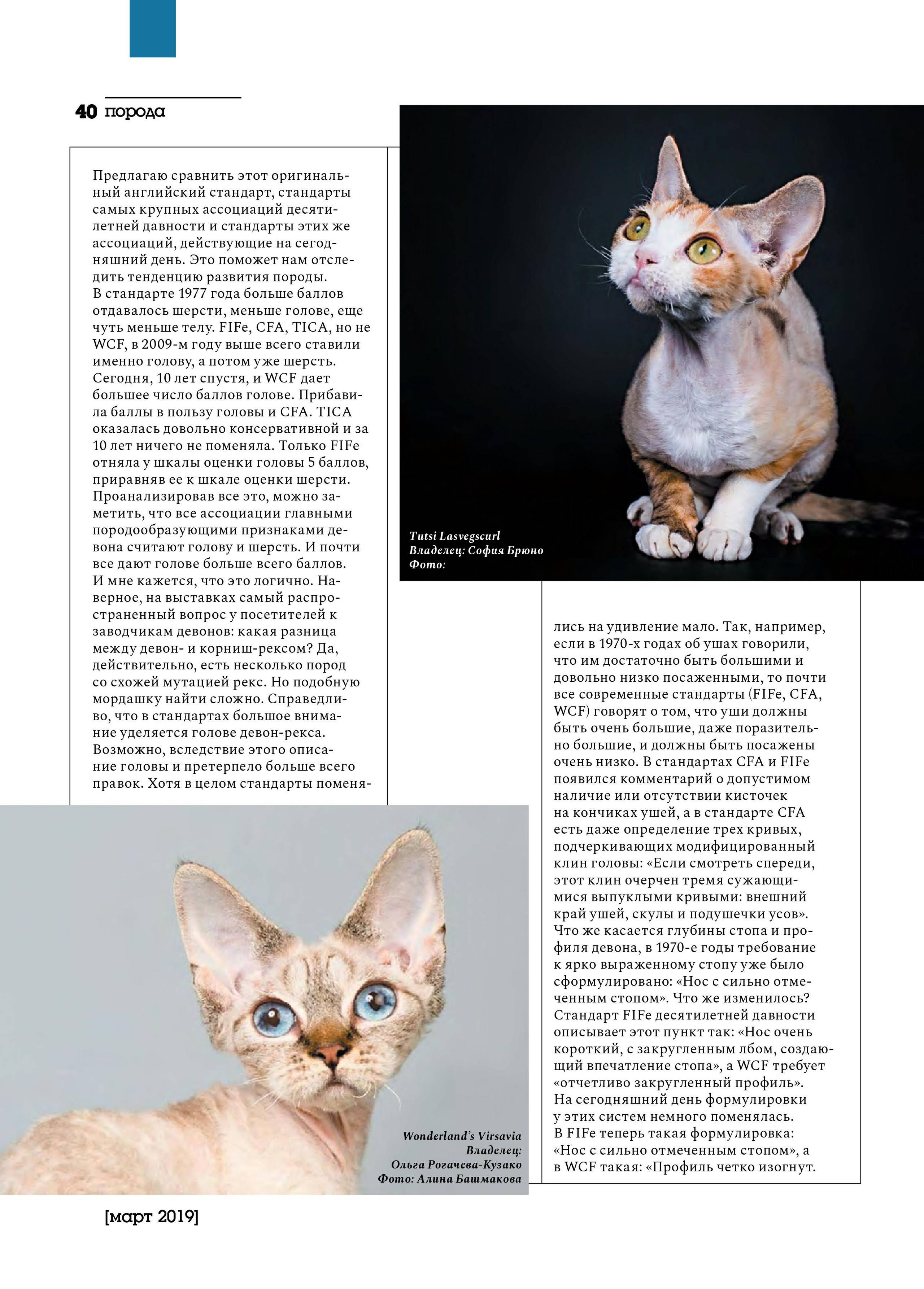Девон-рекс (25 фото): описание породы, цена котенка, советы по содержанию, питомники