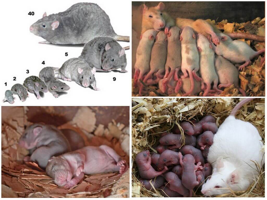 Что делать, если в доме появились мыши: простые способы избавления от грызунов