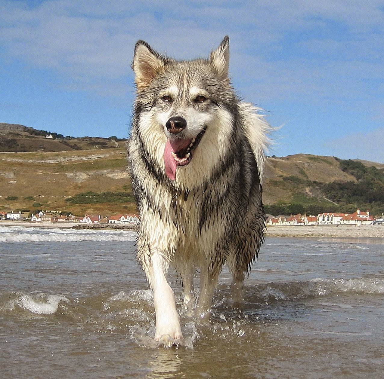 Пиренейская горная собака: описание породы с фото и видео