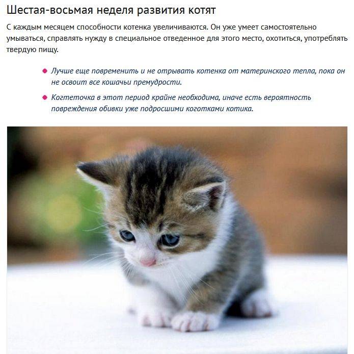 Развитие котят по неделям и месяцам: как растут котята в течение первых 6 месяцев. - petstime.ru
