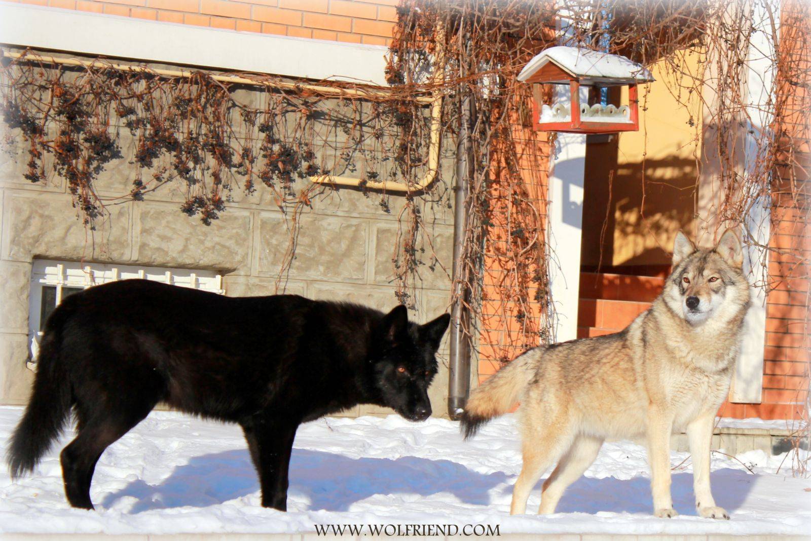 Гибрид домашней собаки и дикой волчицы – волкособ