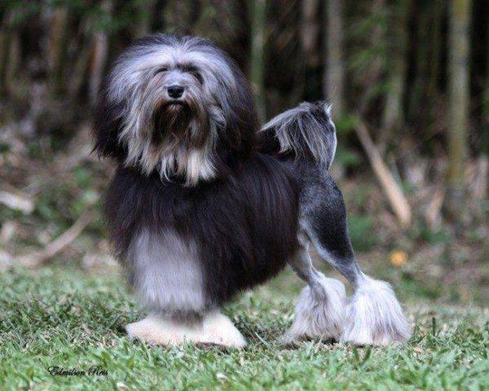 Левхен (малая львиная собачка): описание породы собак с фото и видео