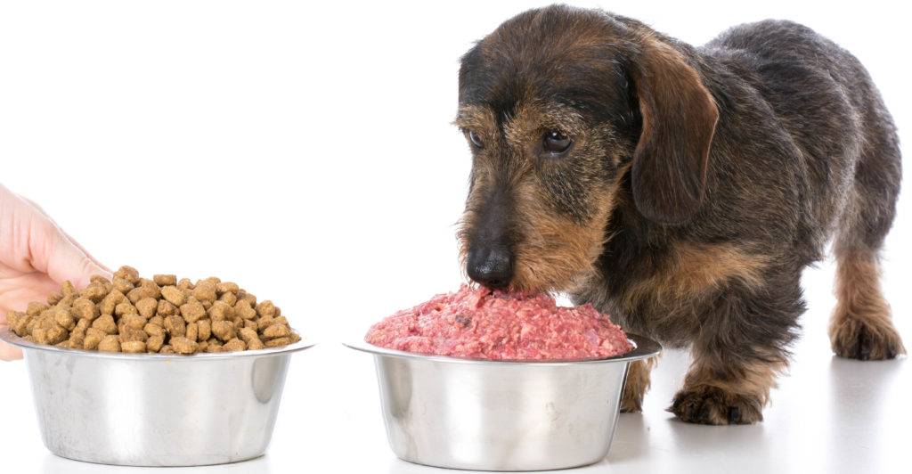 Питание пожилых собак мелких, средних и крупных пород