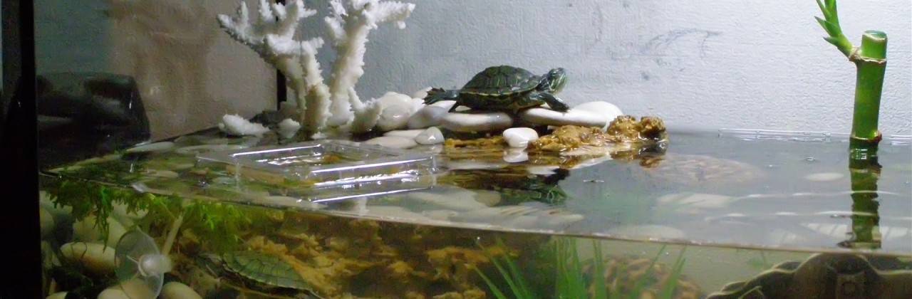 Сухопутная черепаха: содержание, особенности кормления черепашки, уход в домашних условиях